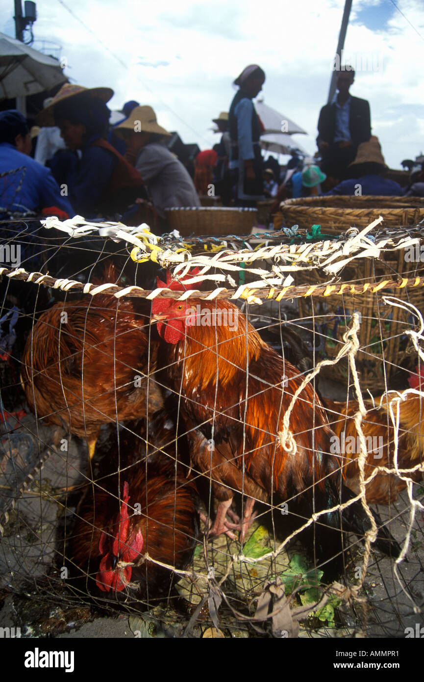 Chickens for sale at Bei Marketplace in Dali Yunnan Province People s ...