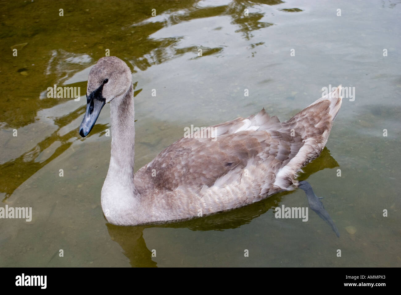 swan Stock Photo