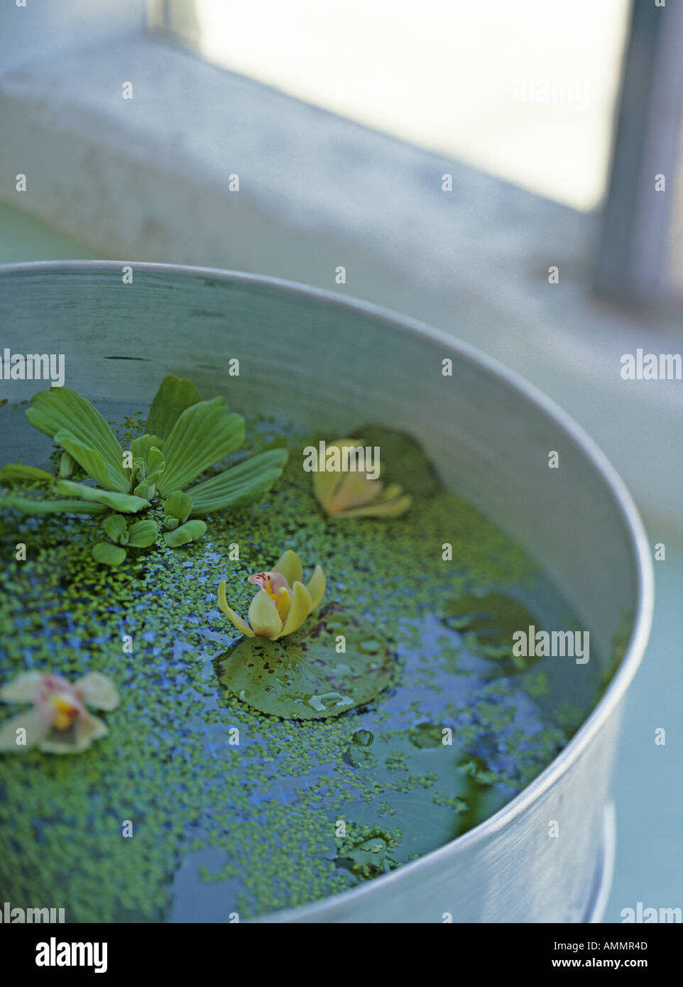 Water lilies in container Stock Photo Alamy