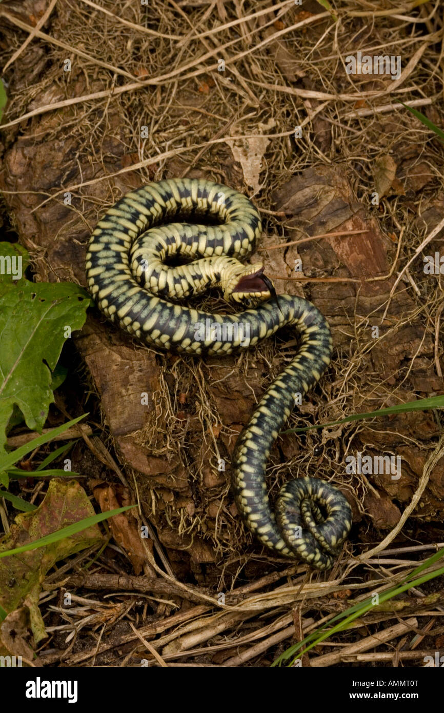 Grass Snake Natrix Natrix Playing Dead Stock Photo 164627012