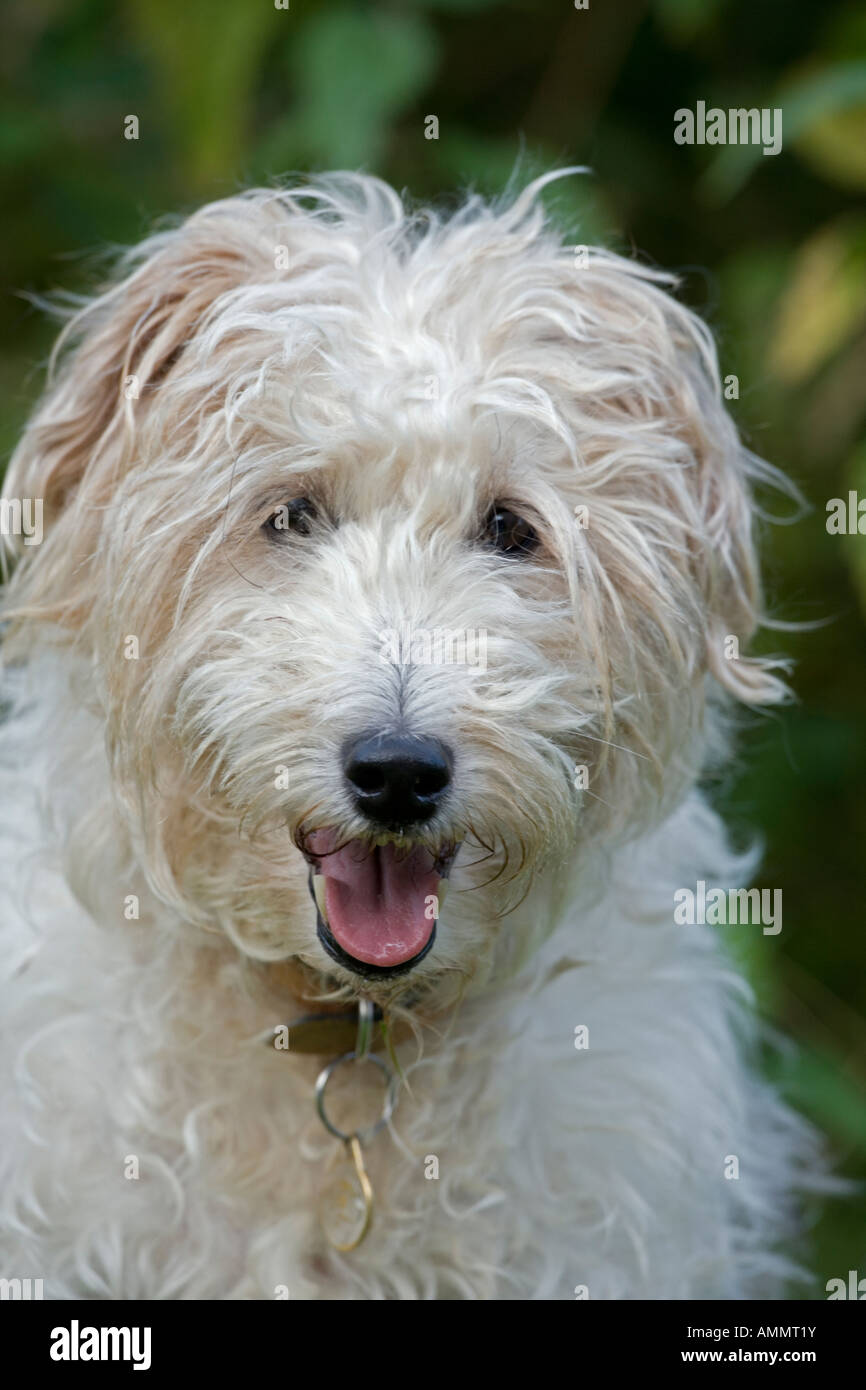 Dog of Mixed Breeds Portrait Domestic pet England UK Stock Photo