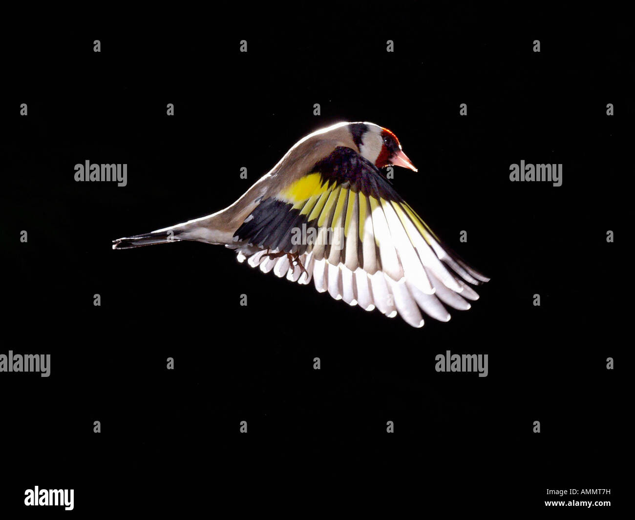 Décoration d'oiseaux de jardin Banque de photographies et d'images à haute  résolution - Alamy