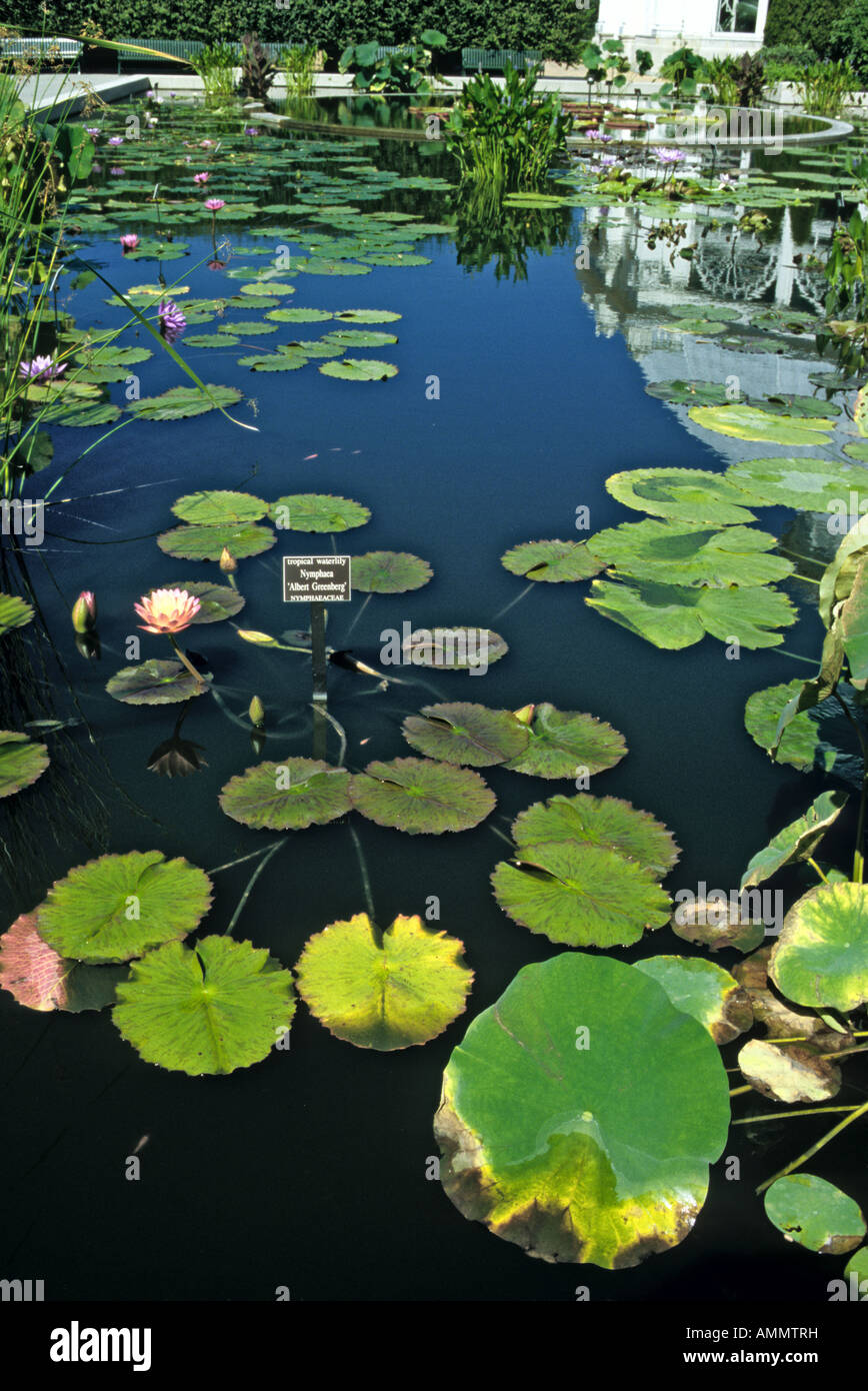 The water lilies pond hi-res stock photography and images - Alamy