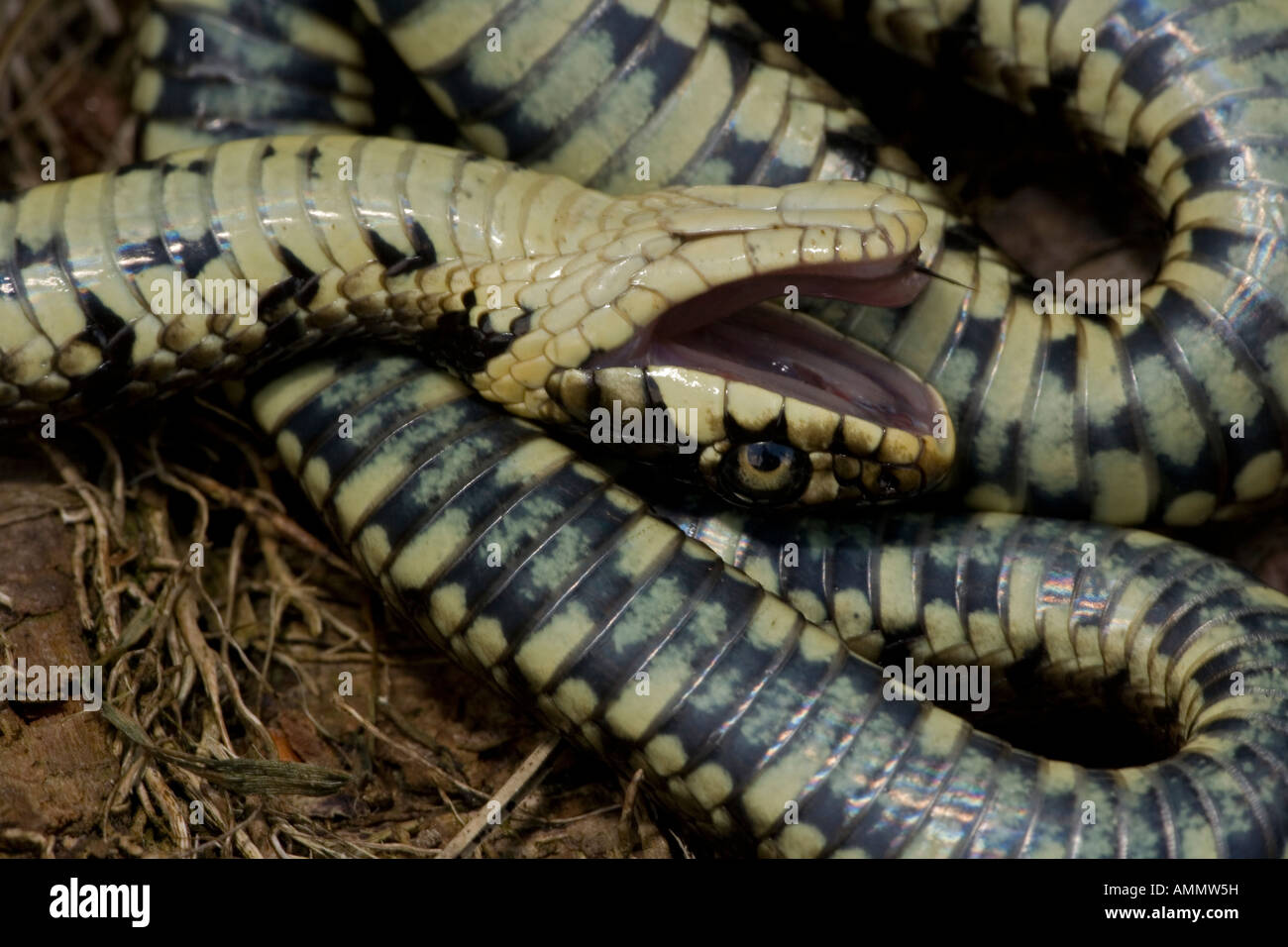 Grass Snake Natrix natrix Feigning death in defensive posture England UK Stock Photo