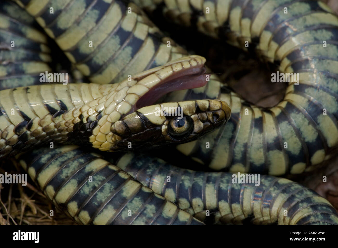 Grass Snake Natrix natrix Feigning death in defensive posture England UK Stock Photo