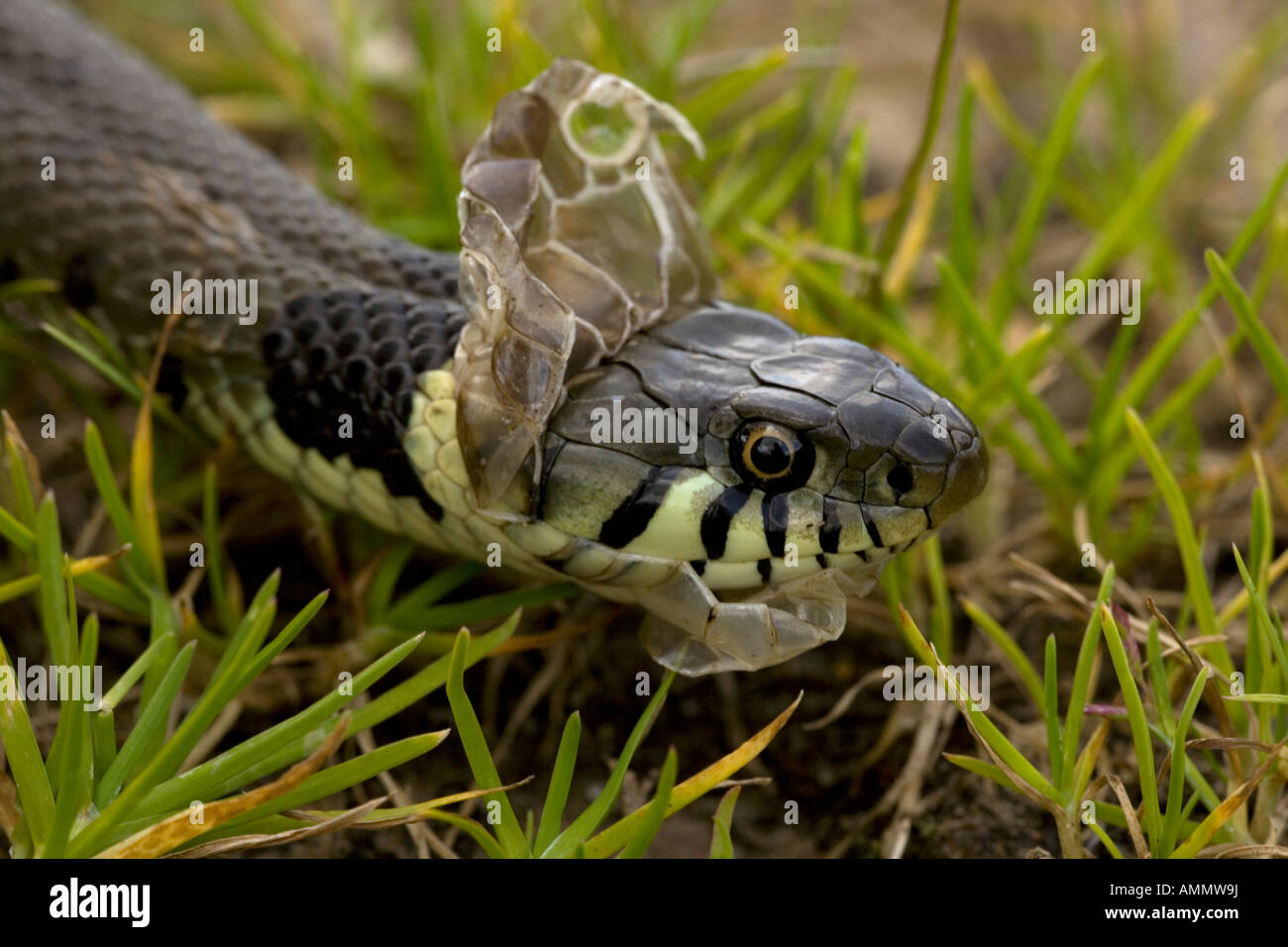 Grass Snake Natrix natrix Shedding Skin UK Molting Stock Photo