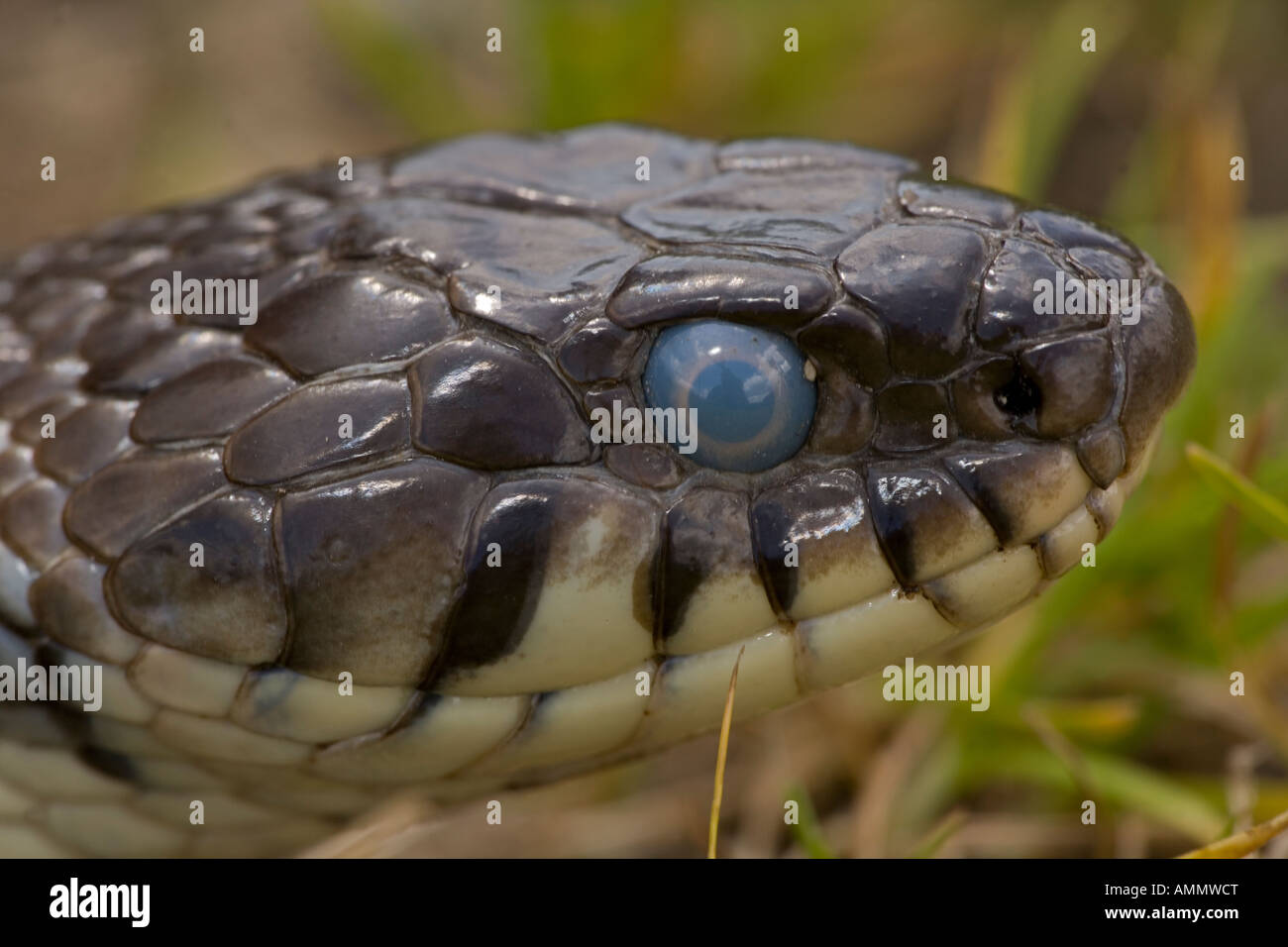Closeup of Grass Snake Natrix natrix UK Head shot Ready to molt Transparent eyelid is called brille Stock Photo