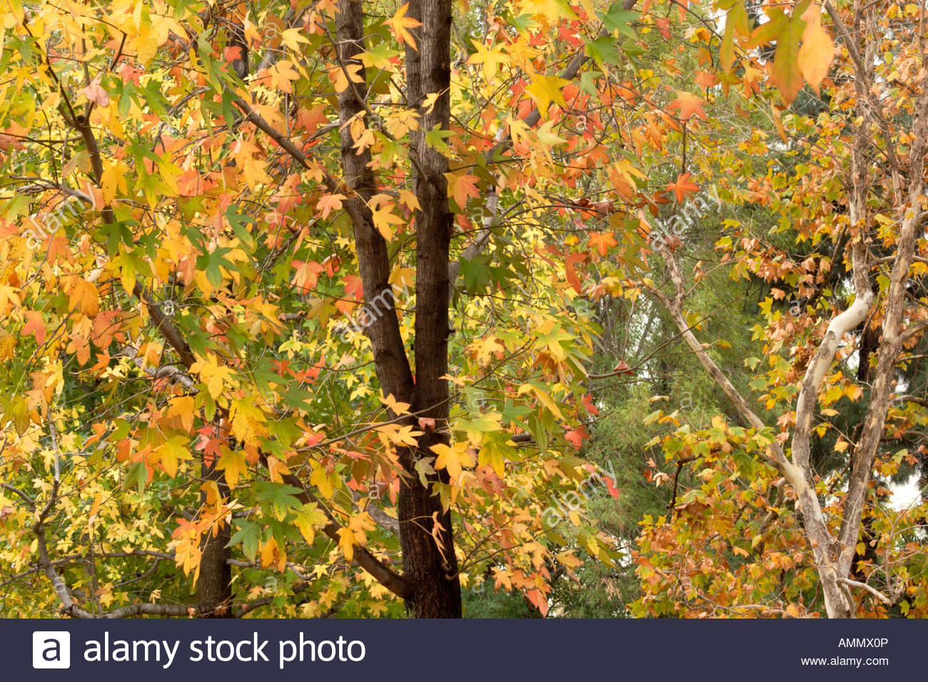Maple Trees Fall Foliage Glendora Southern California Stock Photo Alamy,Cooking Ribs On Gas Grill Then Oven