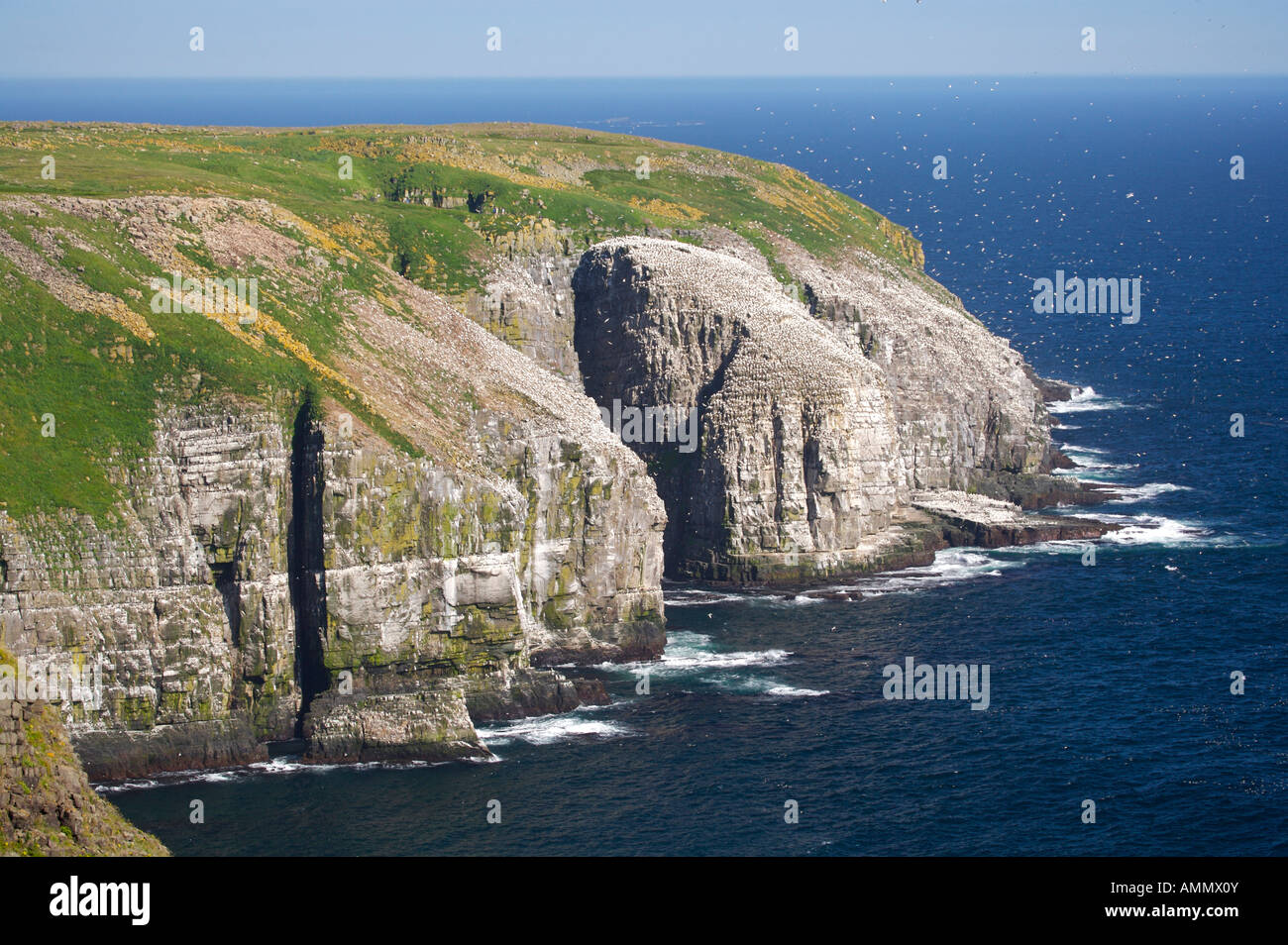 Sheer cliffs and coastline at the Cape St Mary's Ecological Reserve