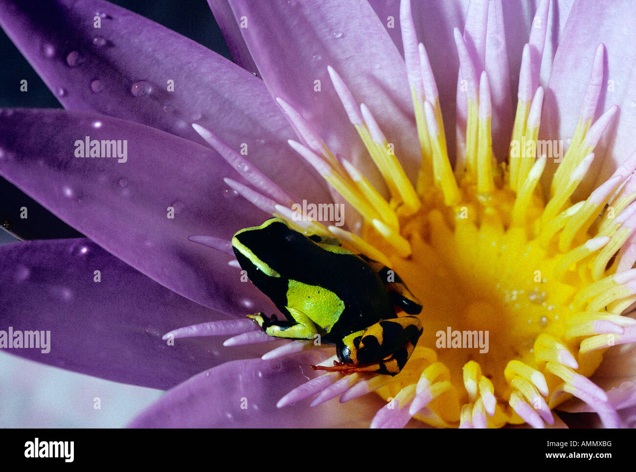 PAINTED MANTELLA FROG Mantelle de Madagascar Mantella madagascariensis sur une fleur Africa Madagascar adult amphibians animal a Stock Photo