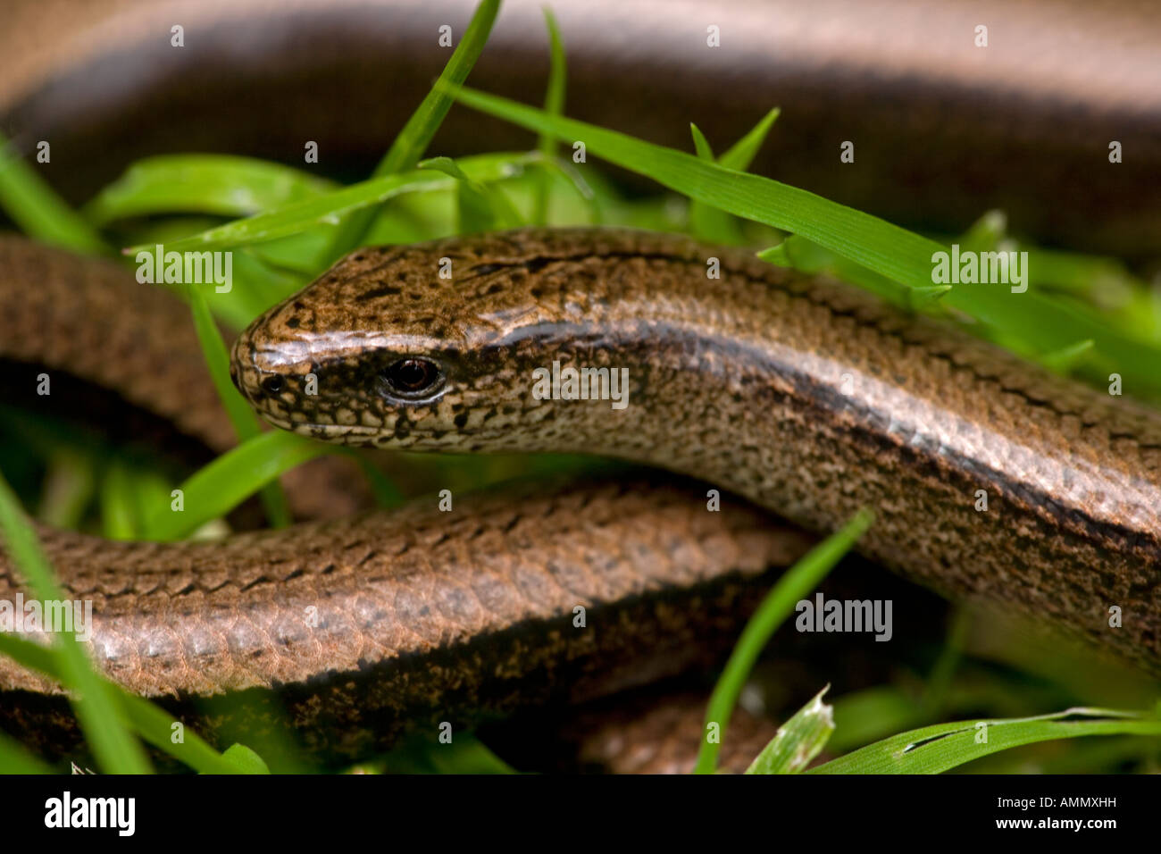 Slow Worm Anguis fragilis England UK Legless lizard Stock Photo