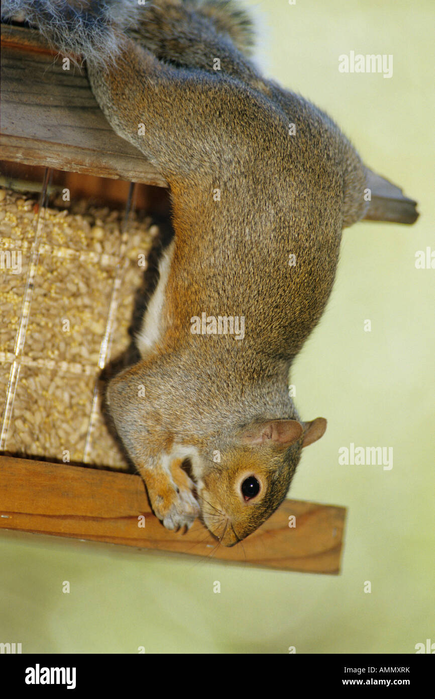 Gray Squirrel Robbing Bird Feeder Seattle Washington Stock Photo