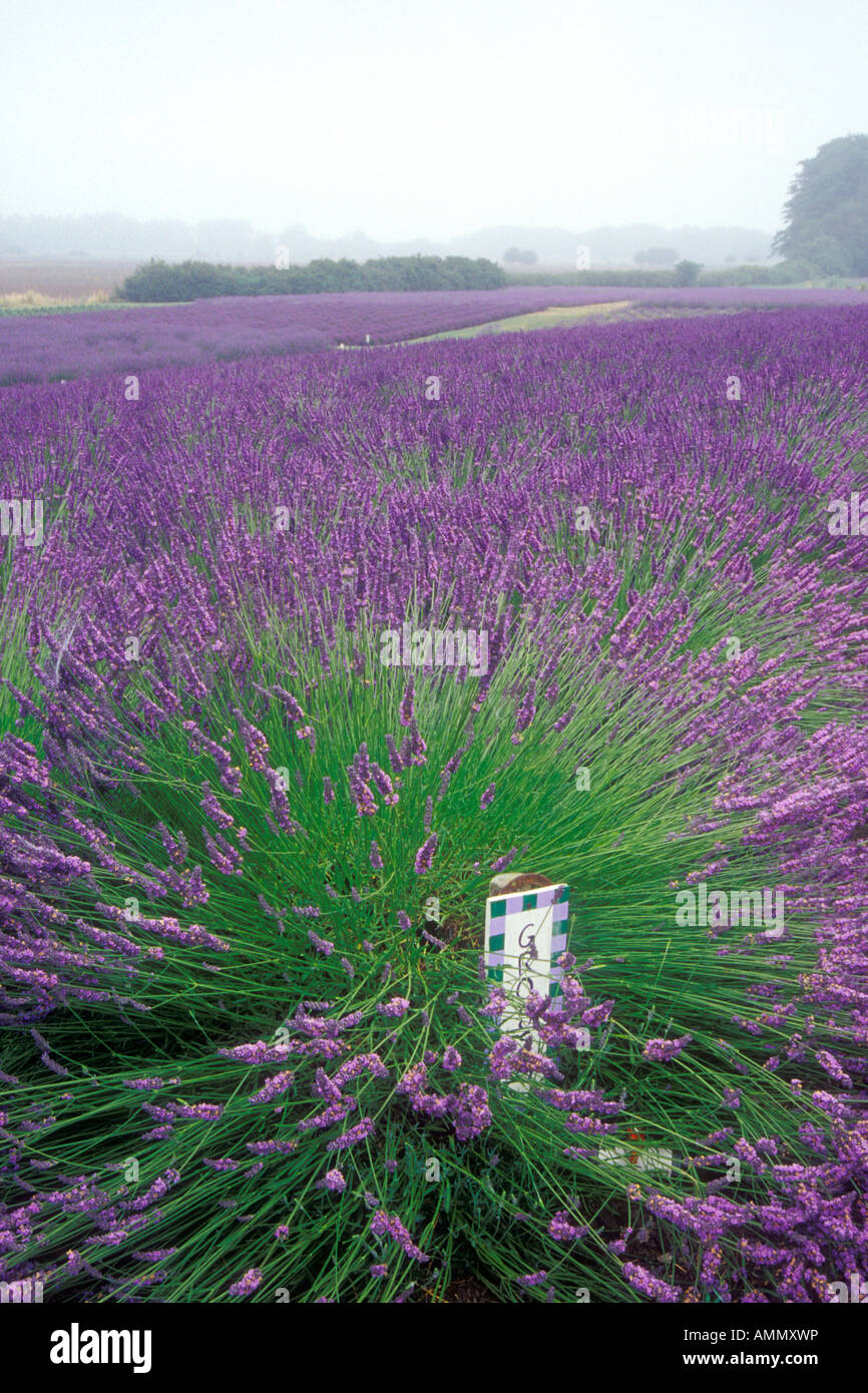 Grosso Lavender farm in Sequim, Washington Stock Photo