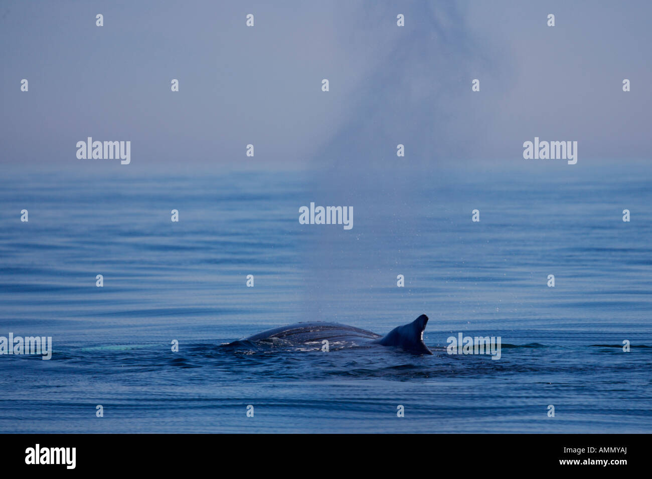 Humpback Whale, seen during a whale watching tour in the Bay of Fundy from Tiverton on Long