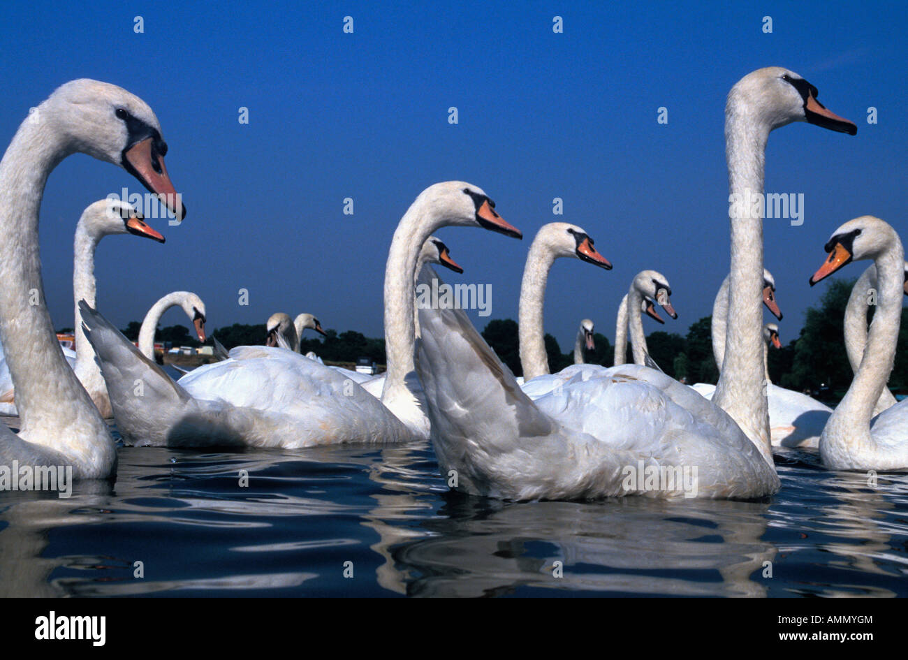 Cygne Tubercule Cygnus Olor Herd Of Mute Swans Anatidae Anseriformes Aves Cygne Tubercule Entenvoegel Europa Europe Gaensevoegel Stock Photo Alamy