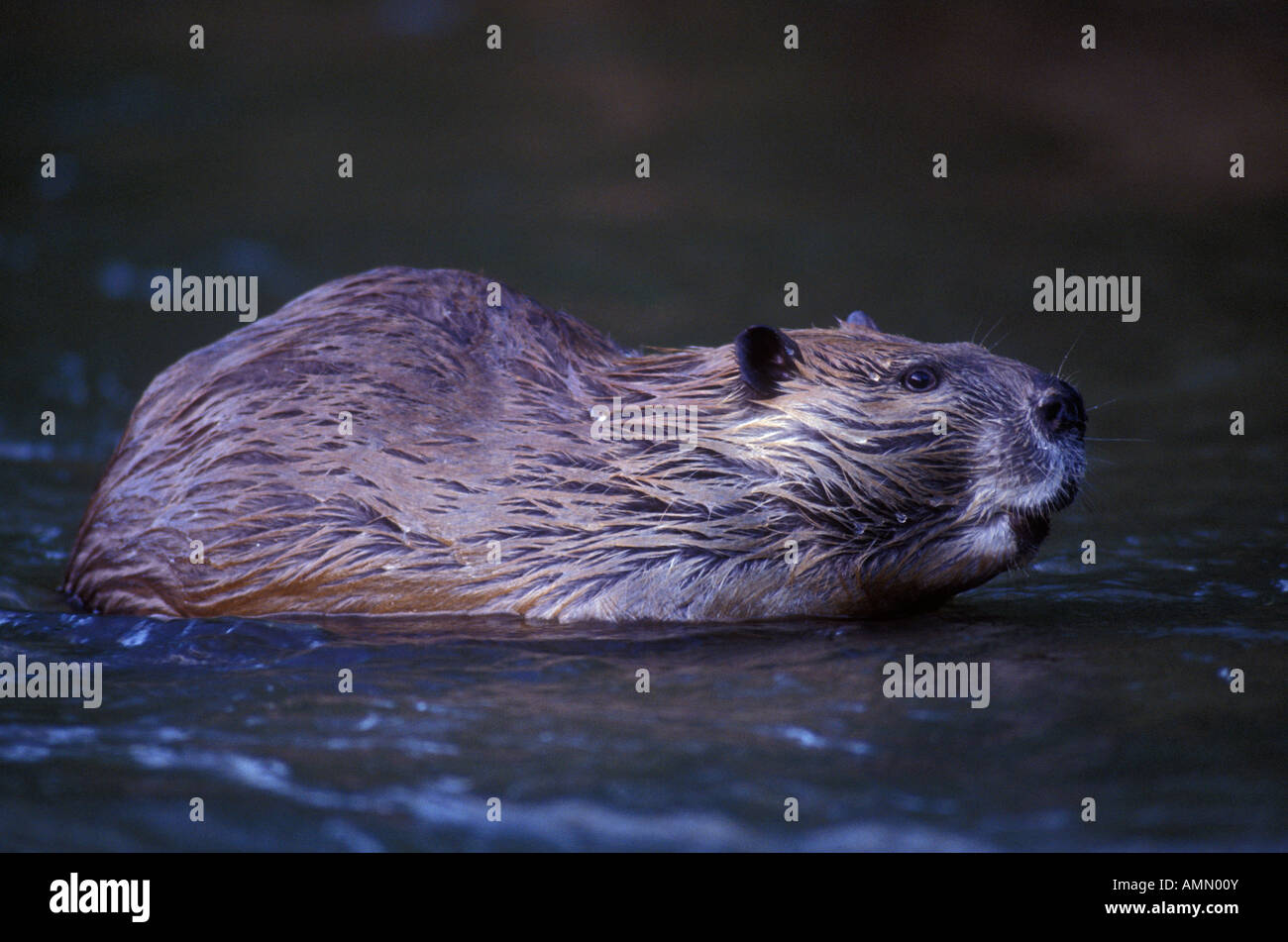 American Beaver (Castor canadensis) - Colorado- USA - in water Stock Photo