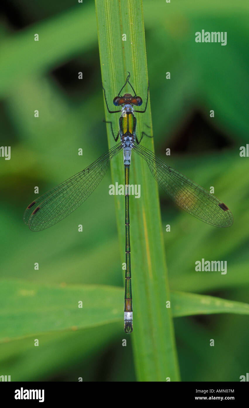 Emerald Damselfly Lestes sponsa UK Stock Photo - Alamy
