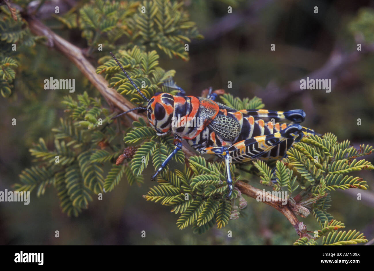 Rainbow grasshopper (Dactylotum variegatum) Desert Grassland -  Arizona -  USA Stock Photo