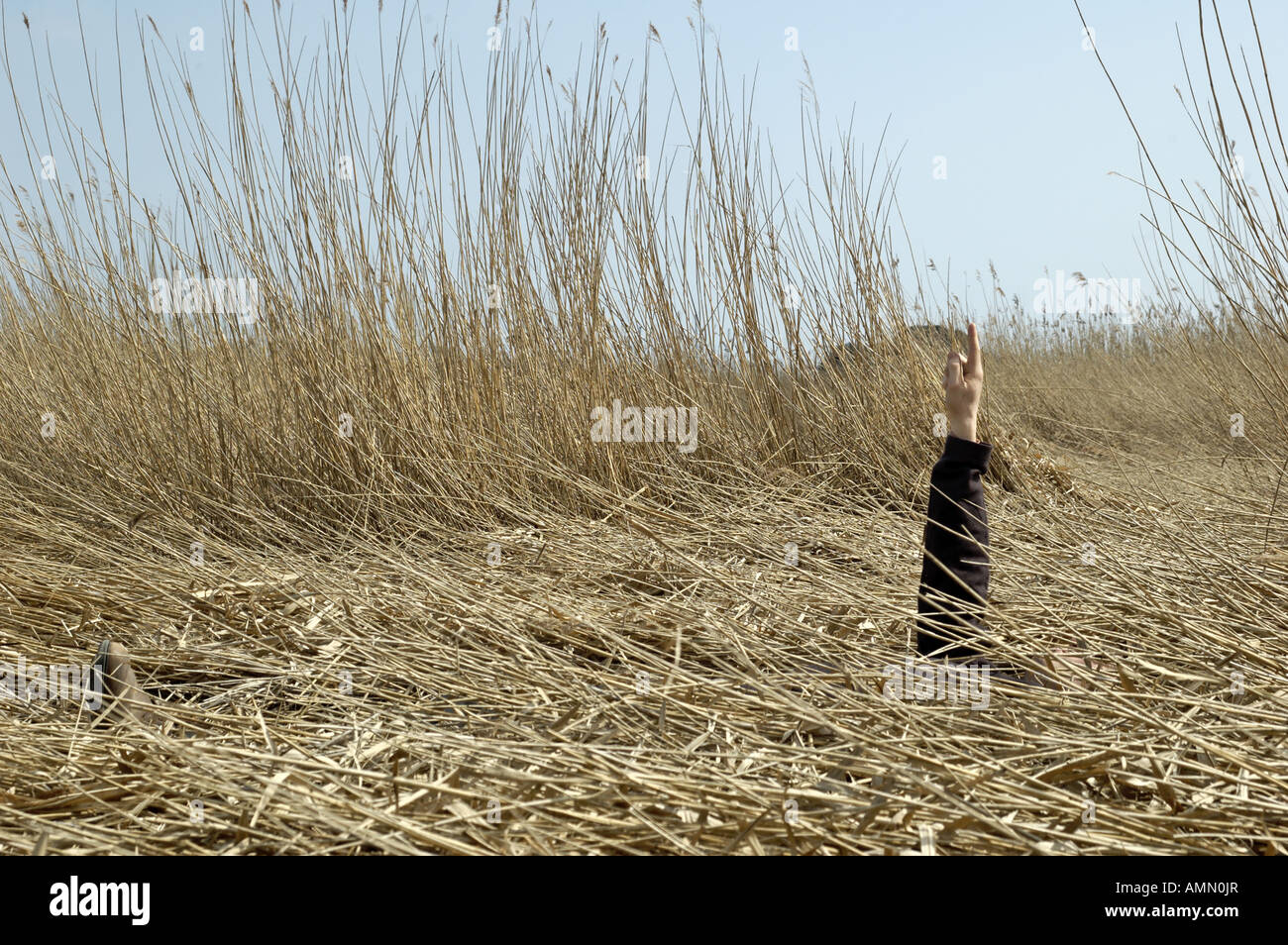 Arm Pointing To The Sky, Man Lying In Reed Bed, Topsham Devon UK Stock Photo