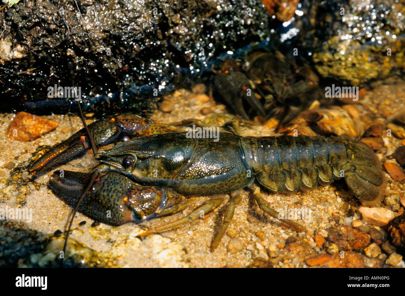 Noble Crayfish Astacus astacus ecrevisse aa pieds rouges morvan france Europa Europe adult animal animals crustacean crustaceans Stock Photo