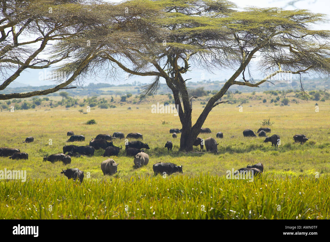 Black rhino Cape Buffalo and wild animals grazing under Acacia tree in ...