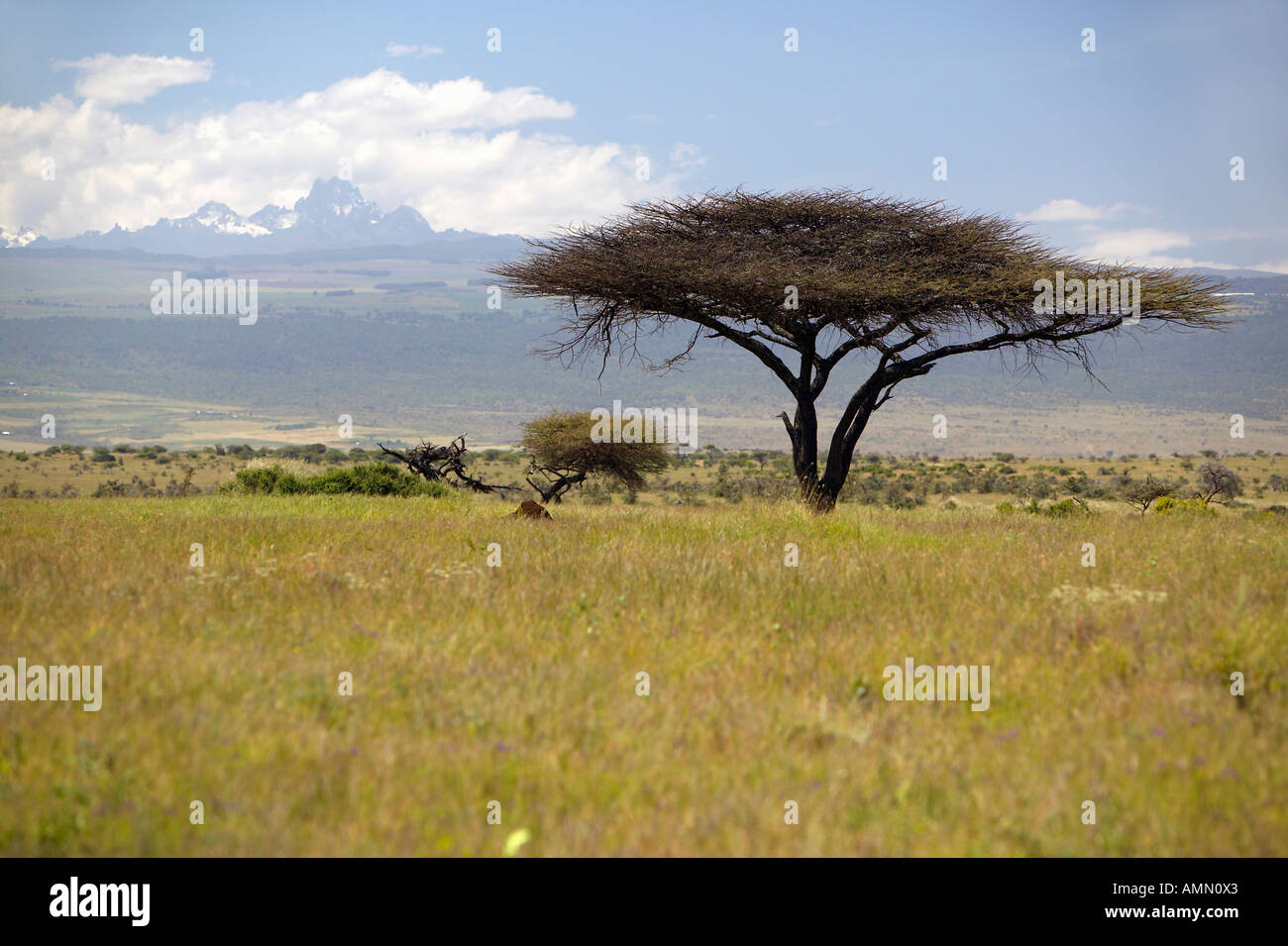 Lewa Tree Acacia downs hi-res stock photography and images - Alamy