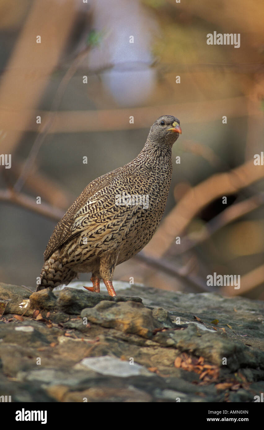 Natal Francolin (Francolinus natalensis) -  Zimbabwe Africa - 2006 IUCN Red List of Threatened Species Stock Photo
