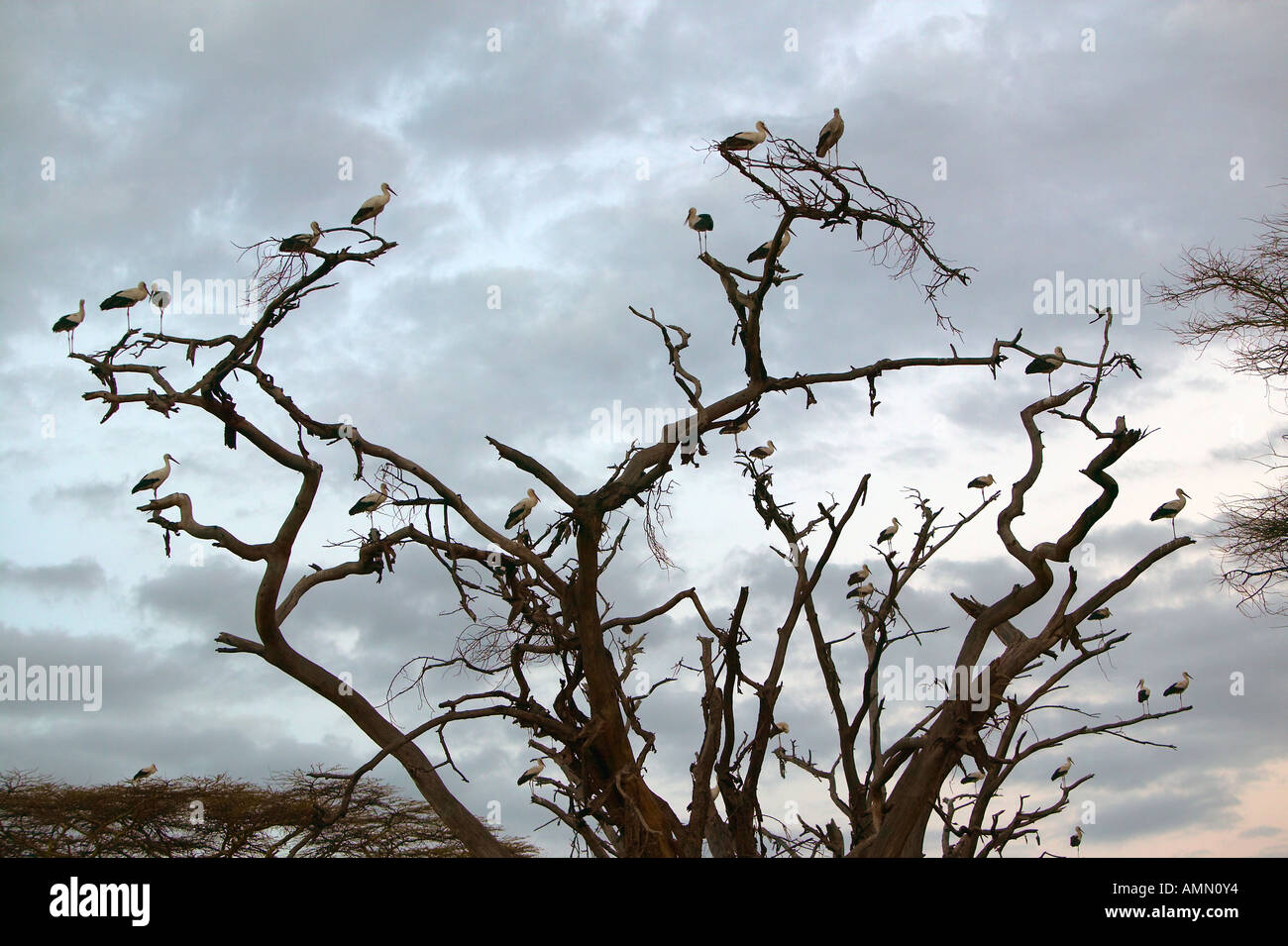 Lewa Tree Lewa conservancy in kenya hi-res stock photography and images - Alamy