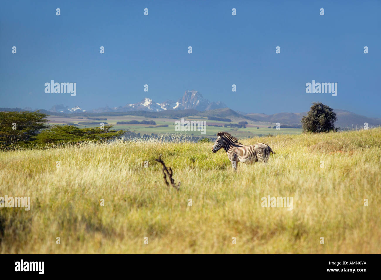 Endangered Grevy s Zebra and Acacia Tree in foreground in front of
