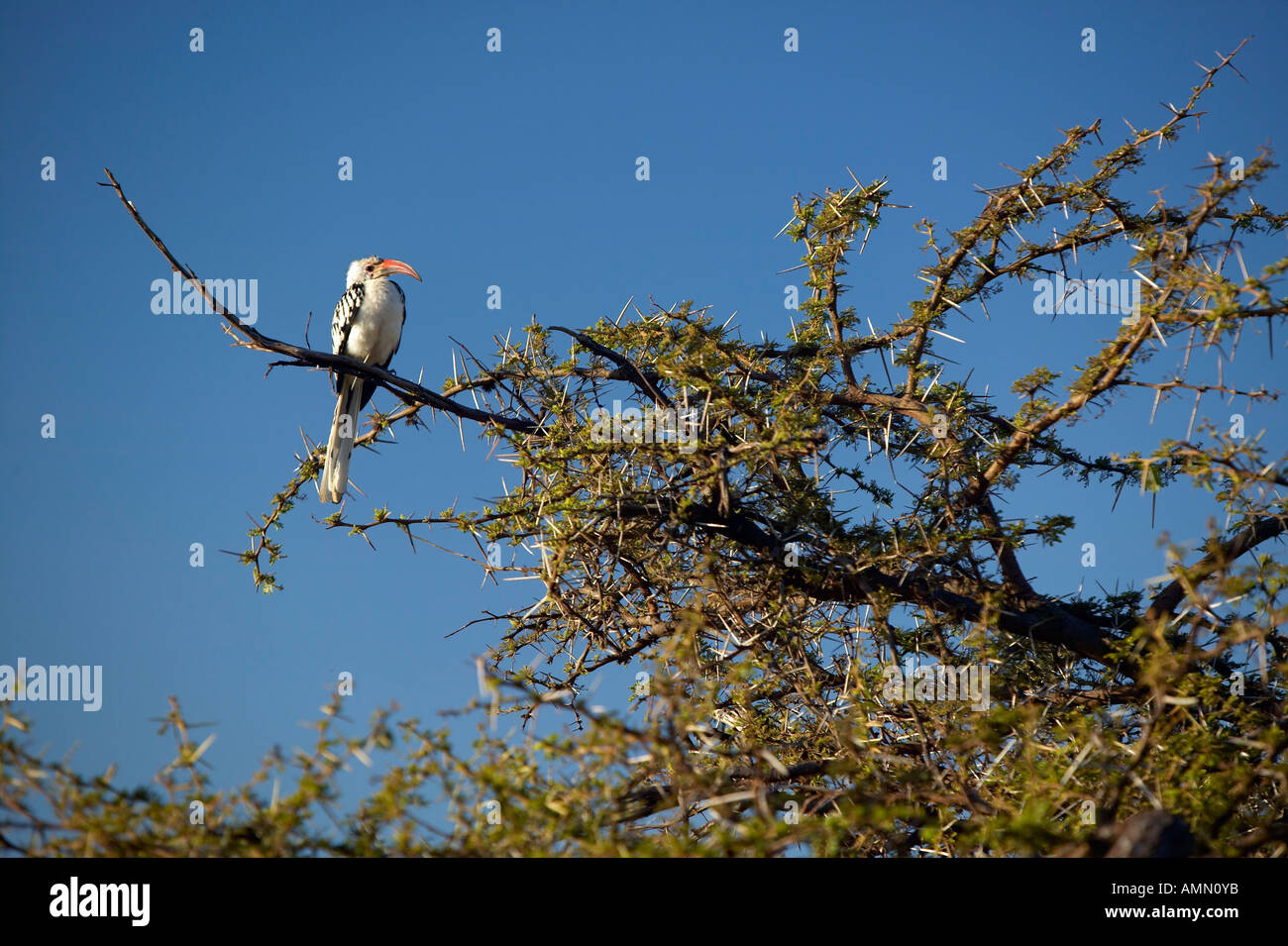 Red Hornbill bird with red beak in Lewa Conservancy Kenya Africa Stock Photo