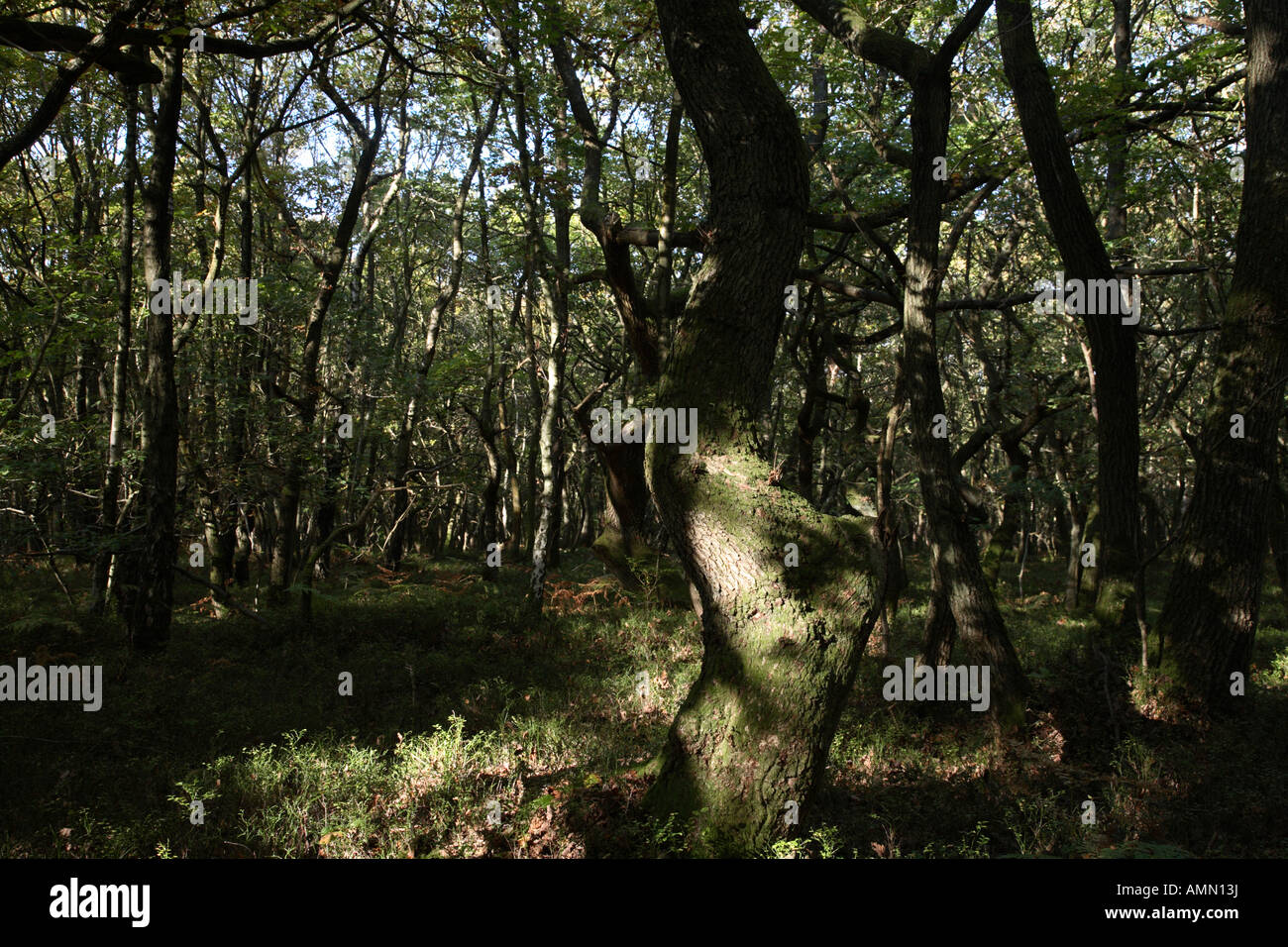 Oak Wood Abinger Common Friday Street Surrey England Stock Photo - Alamy