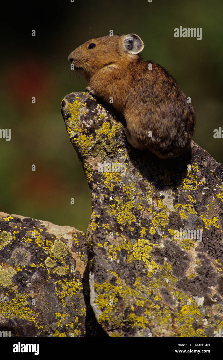 Tailless rodent hires stock photography and images Alamy