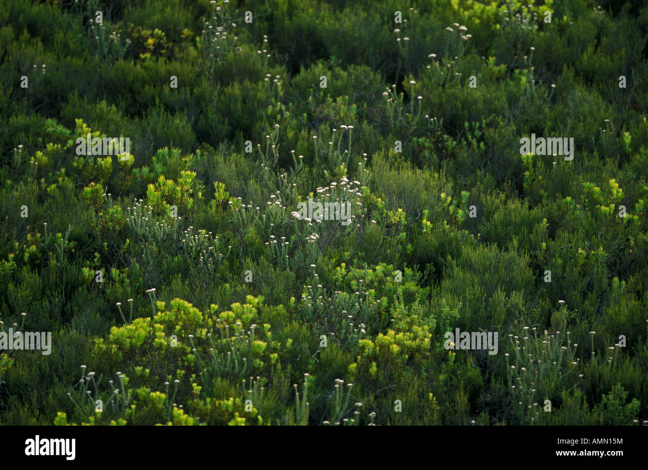 Renosterveld - Rare Vegetation Type - South Africa Cape floral province Stock Photo