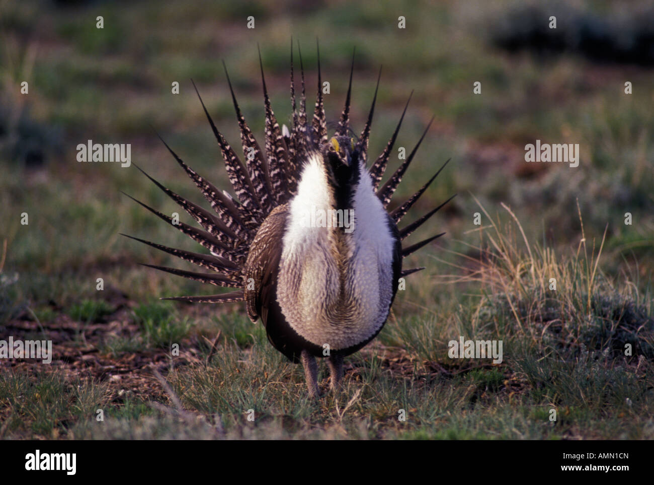 Sage Grouse (Centrocercus urophasianus) Male on lek - Colorado USA Stock Photo