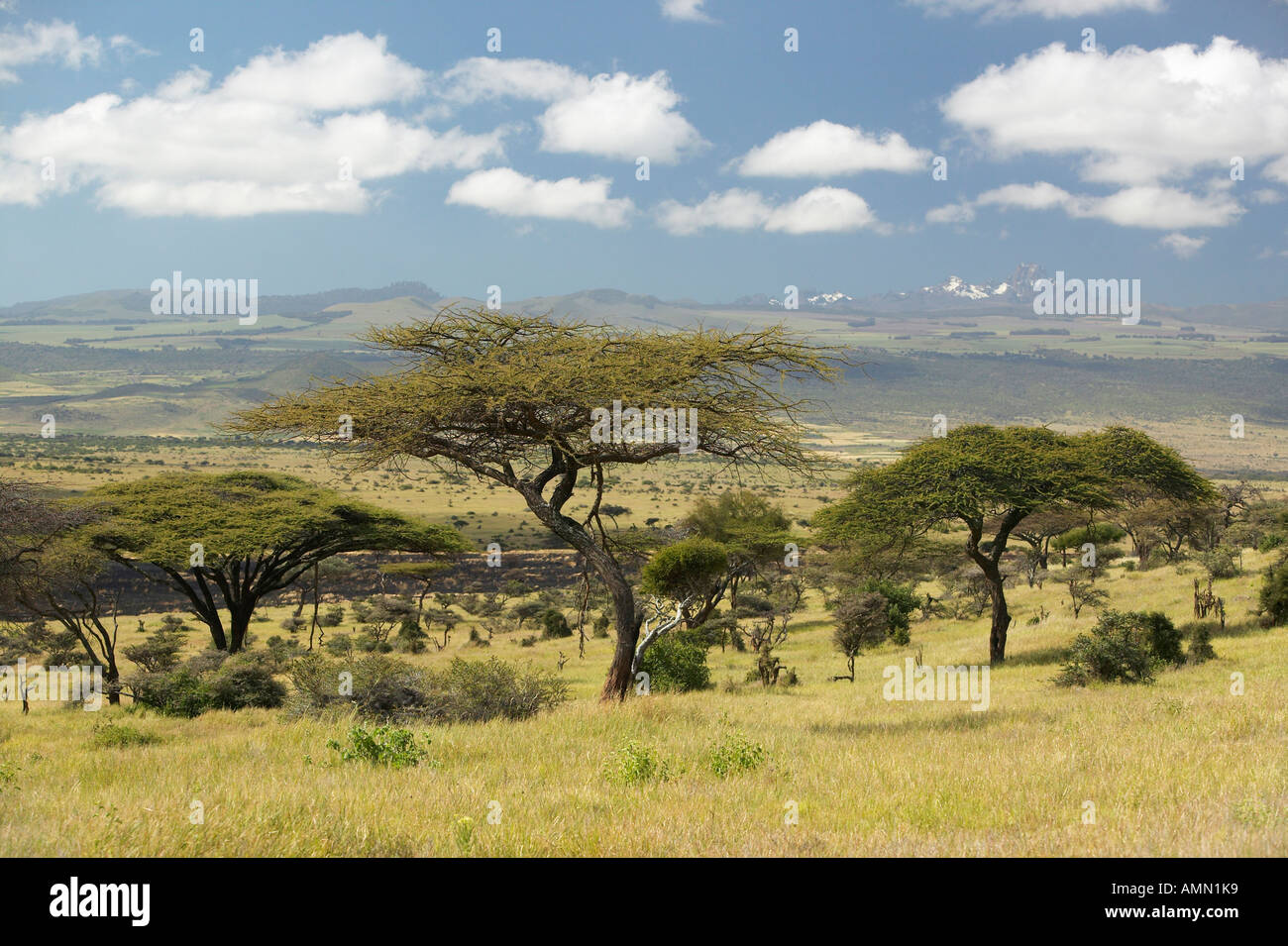 Lewa Tree Lewa conservancy landscape hi-res stock photography and images - Alamy