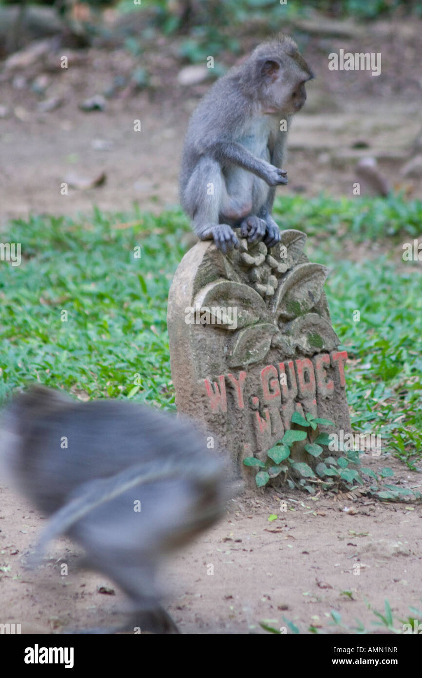 On a Headstone Long Tailed Macaques Macaca Fascicularis Monkey Forest Ubud Bali Indonesia Stock Photo
