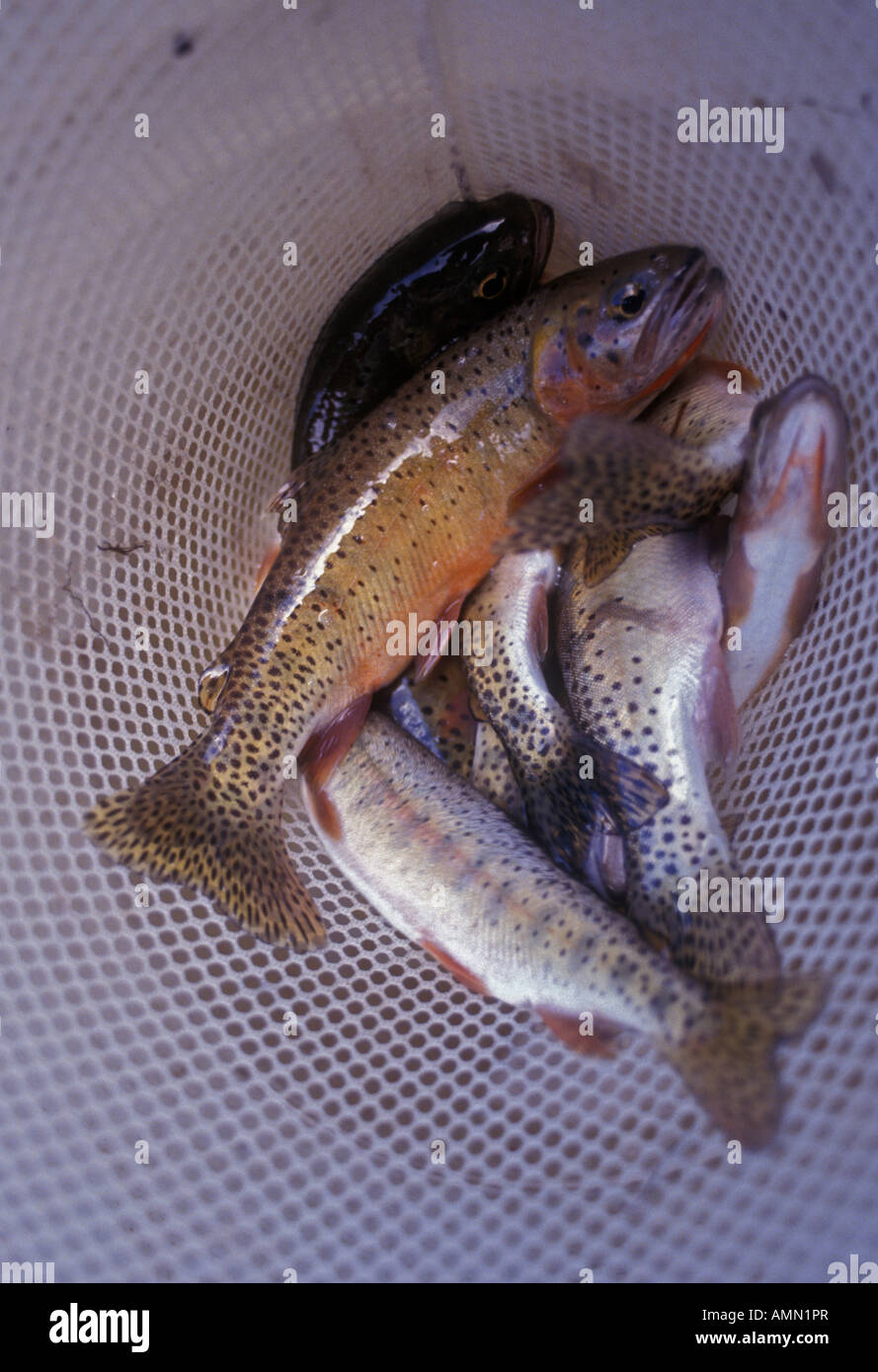 Rio Grande Cutthroat Trout (Oncorhynchus clarki virginalis) Colorado USA Stock Photo