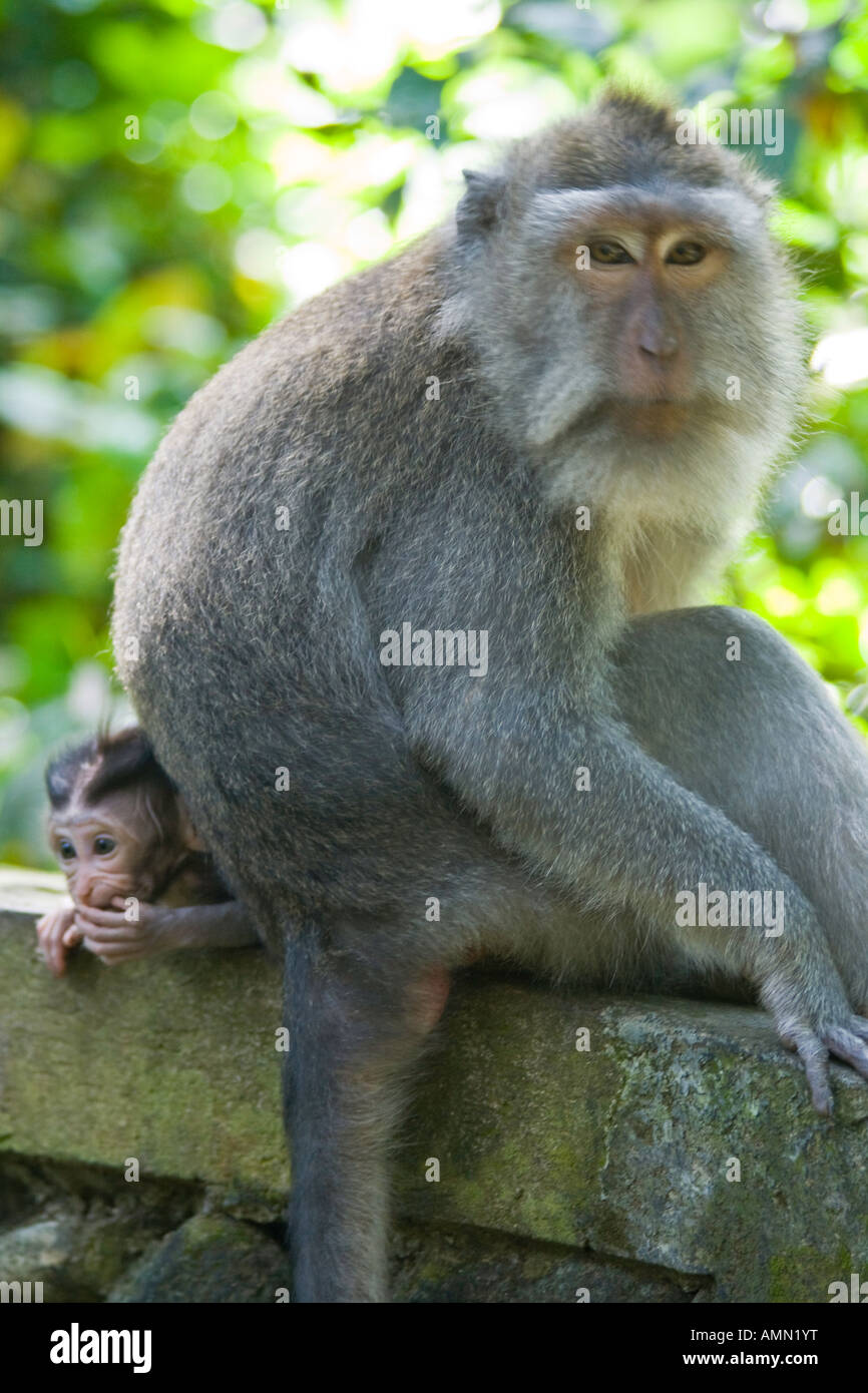 Mother and Baby Long Tailed Macaques Macaca Fascicularis Monkey Forest Ubud Bali Indonesia Stock Photo