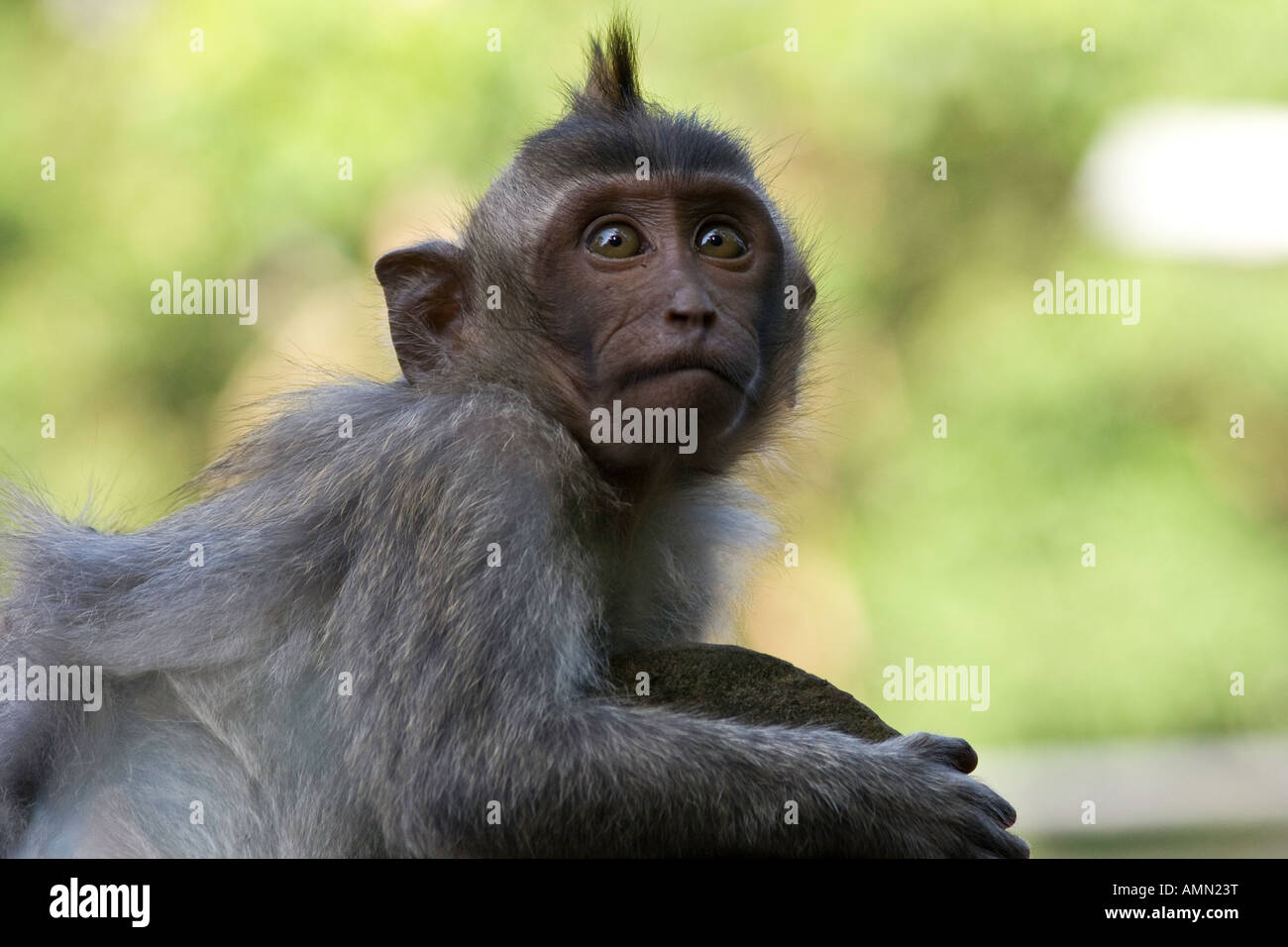 Baby Long Tailed Macaques Macaca Fascicularis Monkey Forest Ubud Bali Indonesia Stock Photo