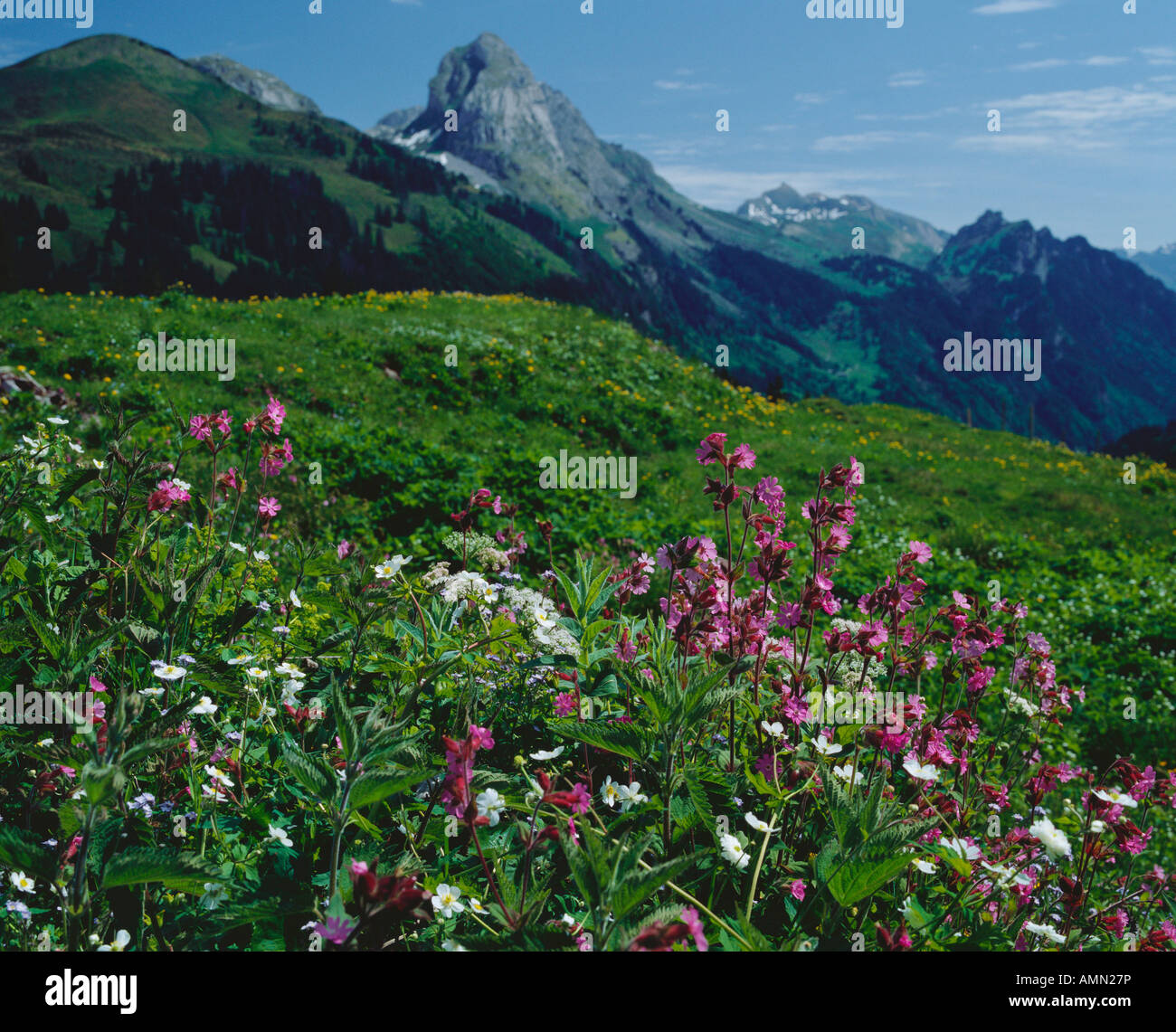 wild flowers on a mountain meadow Stock Photo - Alamy