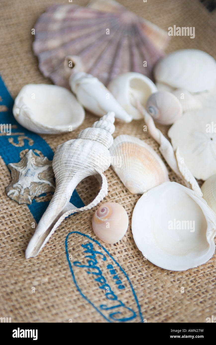 Vertical shell shells hi-res stock photography and images - Alamy