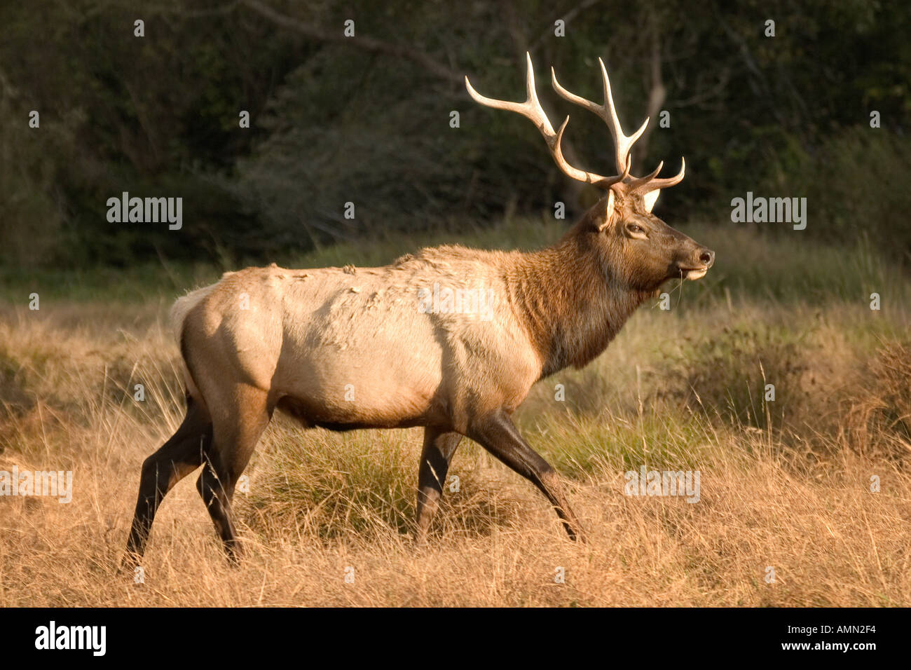 Elk Cervus elaphus Stock Photo