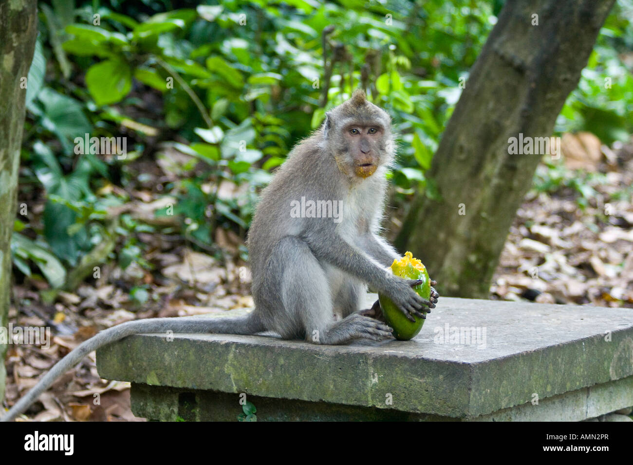 Eating Green Mango Long Tailed Macaques Macaca Fascicularis Monkey Forest Ubud Bali Indonesia Stock Photo