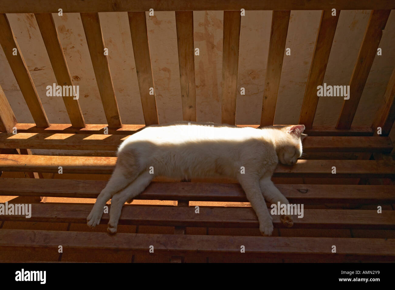 Sleeping white cat in animal shelter at Nairobi Kenya Africa Stock
