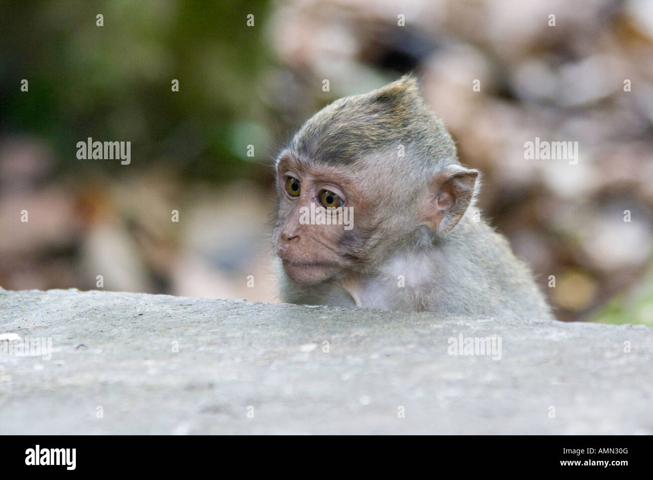 Baby Long Tailed Macaques Macaca Fascicularis Monkey Forest Ubud Bali Indonesia Stock Photo