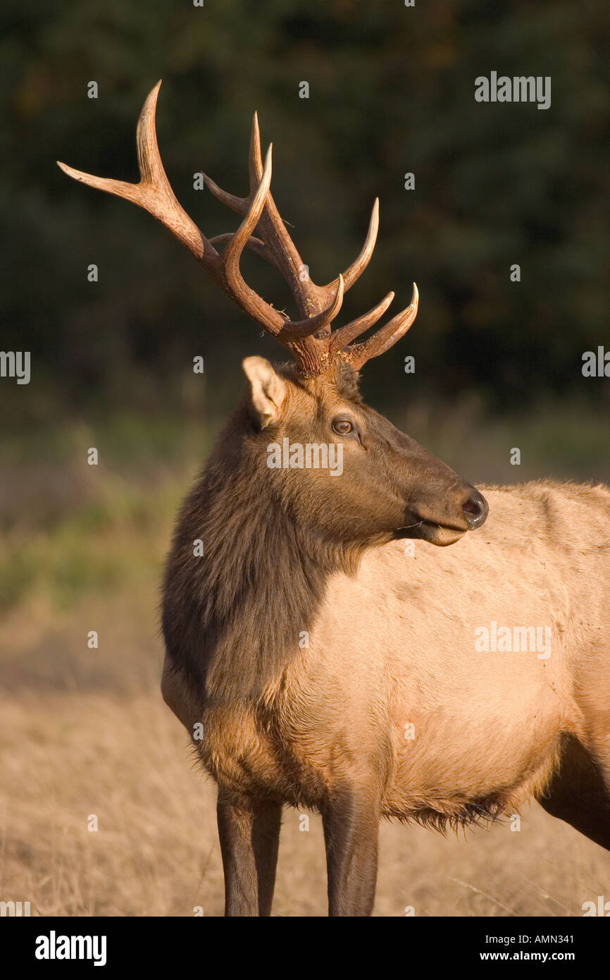 Elk Cervus elaphus Stock Photo