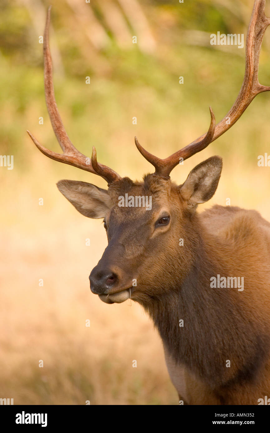Elk Cervus elaphus Stock Photo