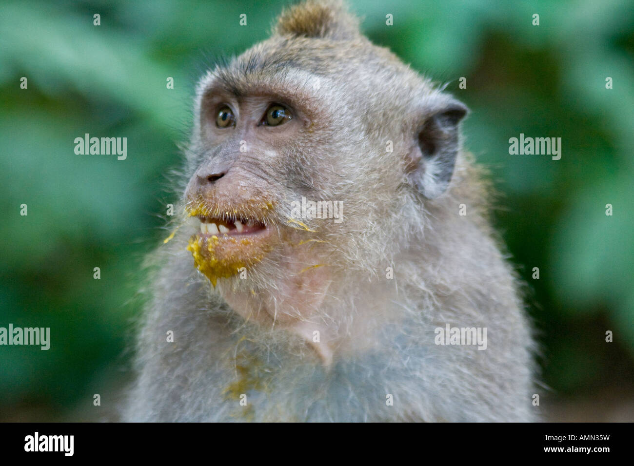 Mango on Mouth of Long Tailed Macaques Macaca Fascicularis Monkey Forest Ubud Bali Indonesia Stock Photo