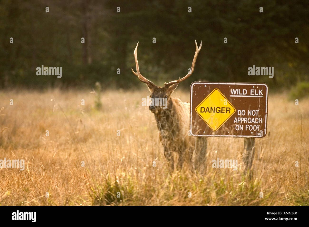 Elk Cervus elaphus Watch for Elk Stock Photo