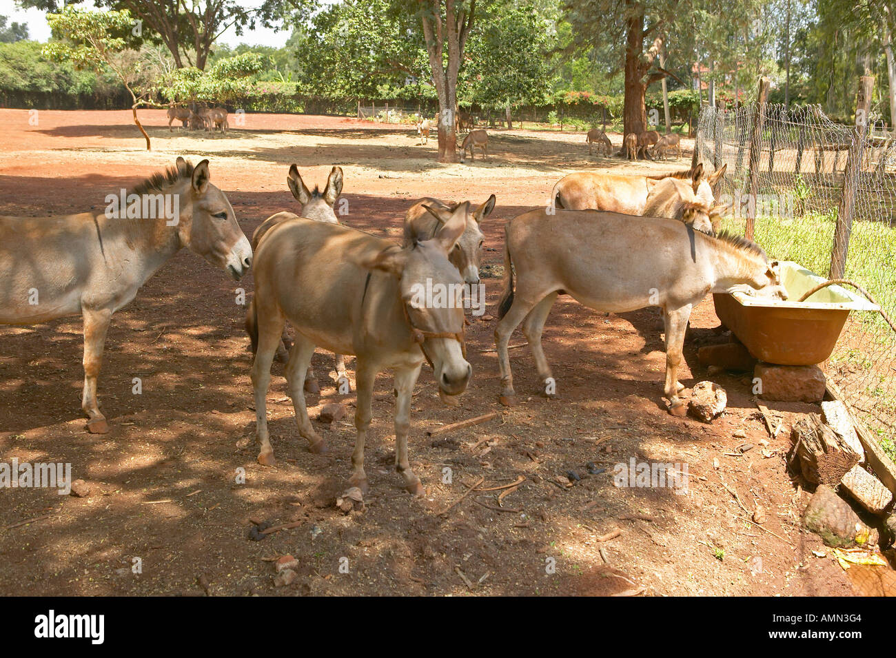 Donkeys in animal shelter at Nairobi Kenya Africa Stock Photo Alamy